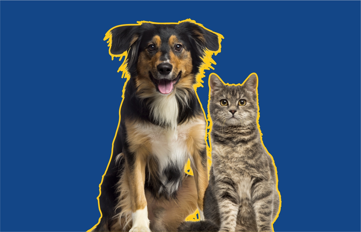 FocoPet – hrdinský banner